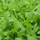 seeds arugula 1000 roquette rocket herb garden heirloom non-gmo