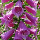 1000 seeds foxglove - heirloom non-gmo digitalis purpurea herb