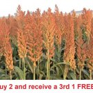seeds 800-1000 sorghum rox orange syrup cane non-gmo heirloom