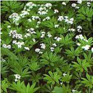 seeds woodruff (20 seeds) | non gmo vegetable fruit herb flower for pla