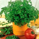 350 chervil seeds-culinary and medicinal - non-gmo,organic- open pollinated.