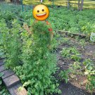 500 cilantro seed