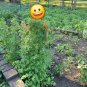 500 cilantro seed