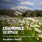 200 seeds chamomile, german - medicinal herb and tea gmo