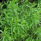 seeds russian tarragon | 1,500 heirloom - non-gmo