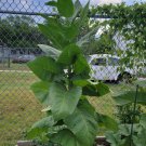 seeds 1000 bafra turkish tobacco (nicotiana tabacum)