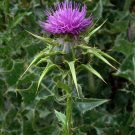 seeds 50 organic milk thistle (silybum marianum) blessed milkthistle medicinal