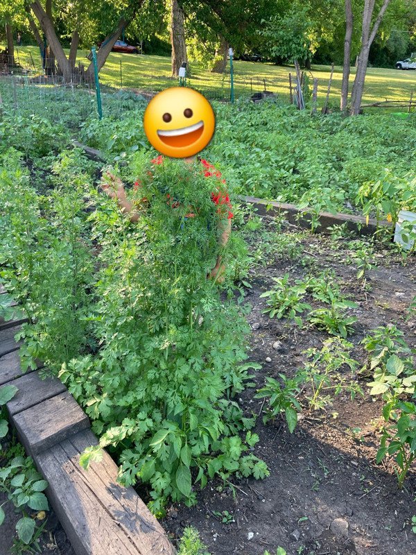 500 cilantro seed