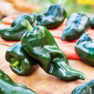 seeds 30 ancho poblano pepper non-gmo fresh for your garden