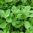 seeds marjoram 1000 herb perrenial sweet spice seller non-gmo