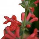 50 seeds 2024 non-gmo pineapple sage red salvia elegans herb flower crop