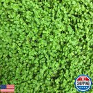 seeds corsican mint mentha requienii low growing perennial herb aromatic leav