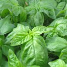 seeds basil 500 italian large leaf herb non-gmo heirloom