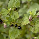 seeds 30 deadly nightshade - atropa belladonna apothecary witchcraft wicca herb