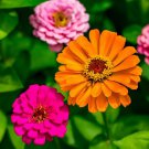 seeds benary giant zinnia 50
