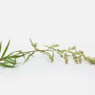 20 mugwort herb seeds: medicinal, culinary, heirloom perennial seller