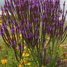500 purple verbena seeds. organic. ships
