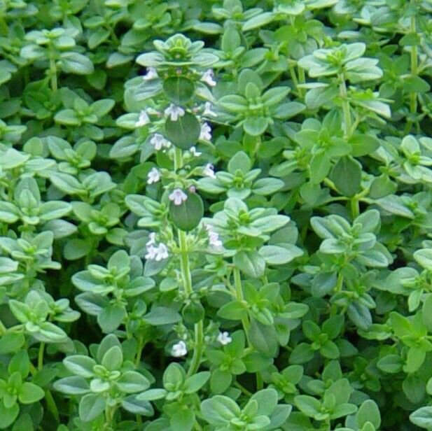 seeds german winter common thyme 1000 herb groundcover perennial
