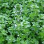 seeds german winter common thyme 1000 herb groundcover perennial