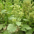 seeds hopi tobacco 