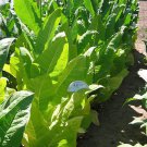 1000 seeds ky15 tobacco ~ disease resistant nicotiana tabacum frost
