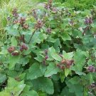 seeds burdock (100), organically grown-limited special price for spring planting