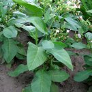 1000 seeds ahus pipe tobacco ~ swedish nicotiana tabacum fast growth