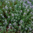 500 seeds thyme german/winter purple garden herb fragrant edible heirloom nongmo