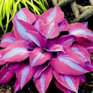 100 seeds purple blue hosta plantaginea seed fragrant herb plant drought toleran