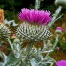 scottish thistle 20-seeds non-hmo fresh 2025~my brooklyn botanical garden club