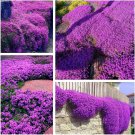 20000 seeds creeping thyme for planting - non-gmo