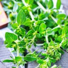 seeds french winter thyme 500 garden heirloom non - gmo perennial