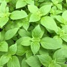 seeds 1000 lemon basil - ocimum basilicum herb organic heirloom non gmo