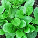 500 corn salad( mache, lamb's lettuce) seeds-open pollinated-non gmo-organic