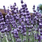 seeds 1000 vera lavender herb | english relaxation and relieve stress.