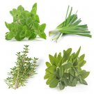 seeds 4 perennial herb collection,1500 seeds, heirloom non gmo varieties,
