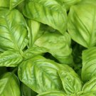 seeds basil 300 italian large leaf herb garden culinary cooking