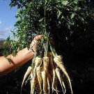 parsley - hamburg rooted