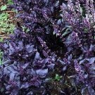 150 seeds purple basil non-gmo fresh for gardens
