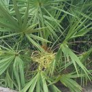 10 seeds saw palmetto | serenoa repens florida native herbs for tincture