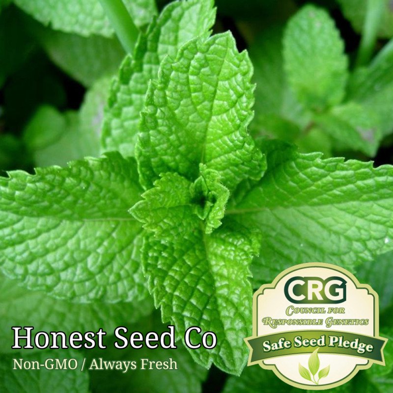 seeds heirloom peppermint | non-gmo herb garden perennial from