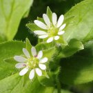 seeds 50 common chickweed (stellaria media) annual organic medicinal herb