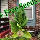seeds 1000 500 huge leaf golden burley - heirloom tobacco