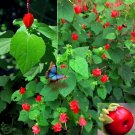 seeds 10 turk's cap (malvaviscus arboreus) sleepy mallow, wax mallow 10/