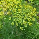 seeds dill 500 common herbs garden culinary pickling butterflies