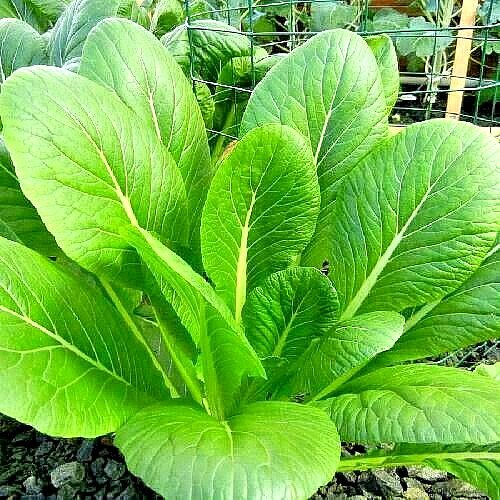 seeds 2000 mustard florida broadleaf spring microgreens heirloom garden non-gmo