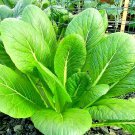 seeds 2000 mustard florida broadleaf spring microgreens heirloom garden non-gmo