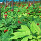 seeds 10pcs asian ginseng (panax ginseng) medicinal perennial herb