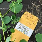50 seeds papalo quilquina herb papaloquelite yerba porosa porophyllum ruderale