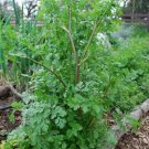 seeds 100 cilantro/coriander heirloom non-gmo, fresh , slow-bolting